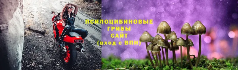 mega онион  Люберцы  Псилоцибиновые грибы Cubensis 